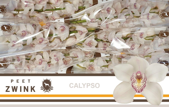 <h4>CYMB T CALYPSO</h4>