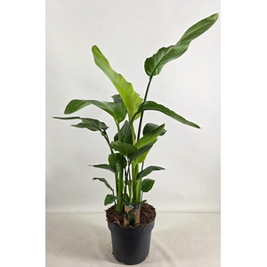 Strelitzia nicolai 21 cm 4 pp