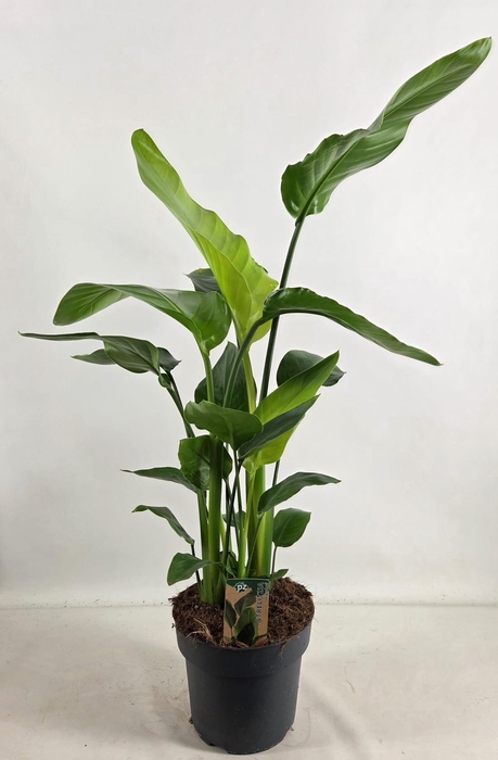 <h4>Strelitzia nicolai 21 cm 4 pp</h4>