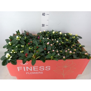 Rhododendron sim. 'Hellmut V' .mix