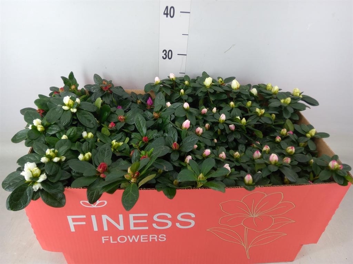 <h4>Rhododendron sim. 'Hellmut V' .mix</h4>