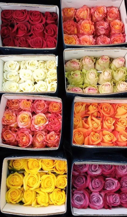 <h4>R GR ASSORTED 60 CM</h4>