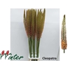 Eremurus Cleopatra Mts J Winter
