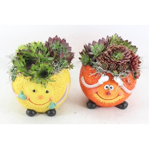 arr4 Semp JS - Ker. fruit mix orange/lemon