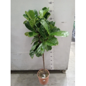 Ficus   ...