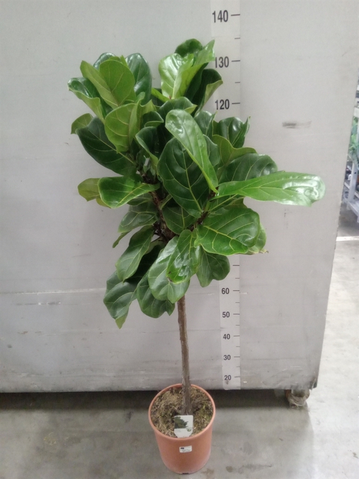 <h4>Ficus   ...</h4>