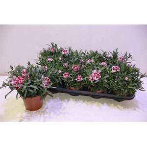 Dian Osc Purple Star