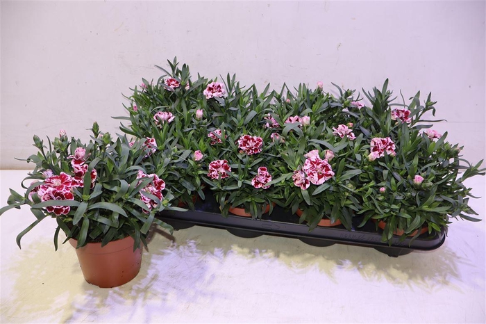 <h4>Dian Osc Purple Star</h4>