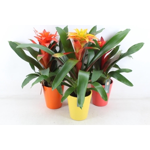 arr3 BS - Fiero mix florence