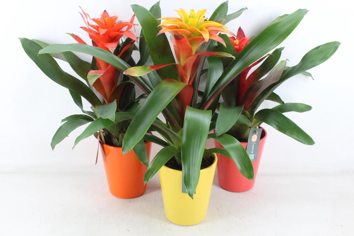 <h4>arr3 BS - Fiero mix florence</h4>