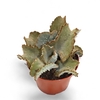 Kalanchoe Beharensis