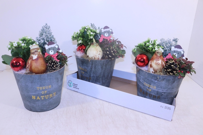 <h4>ARR HIPPEASTRUM</h4>