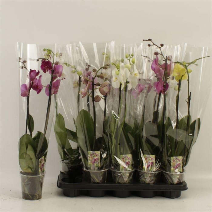<h4>PHAL GEM</h4>