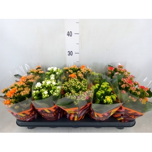 Kalanchoe blos.   ..rosebud mix  5