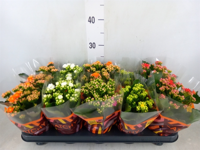 <h4>Kalanchoe blos.   ..rosebud mix  5</h4>