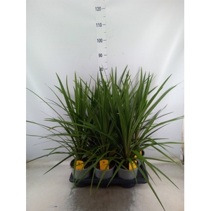 Cordyline indivisa 'Peko'