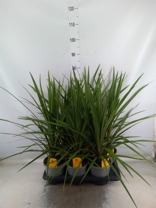<h4>Cordyline indivisa 'Peko'</h4>