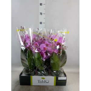 Phalaenopsis   ...rose