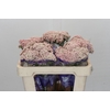 Ozothamnus Cooks Pink