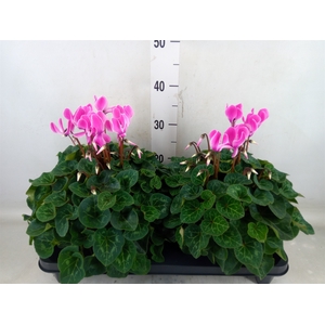 Cyclamen GR 'XL'