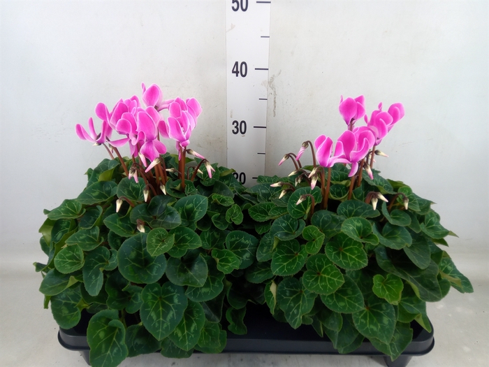 <h4>Cyclamen GR 'XL'</h4>