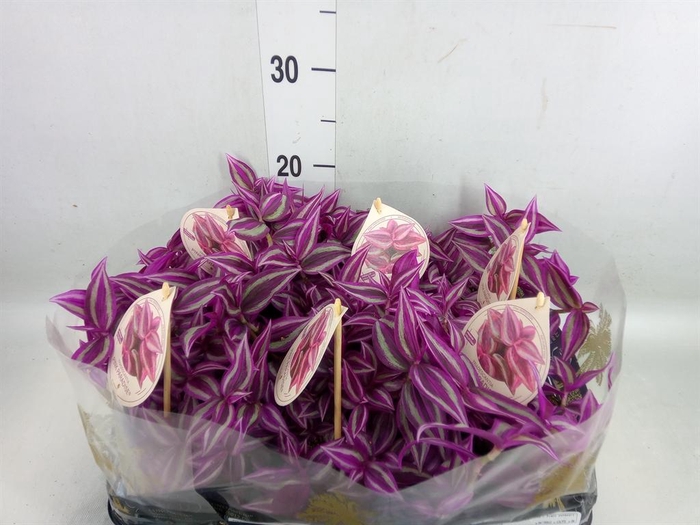 <h4>Tradescantia   ...</h4>