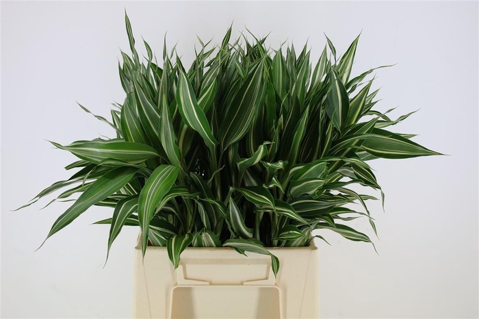 <h4>Sandriana Victory</h4>