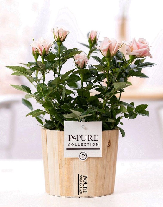 <h4>Rosa light pink in P&PURE Wood 5</h4>