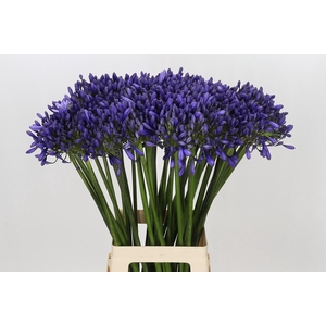 Agapanthus 'Buddy Blue'