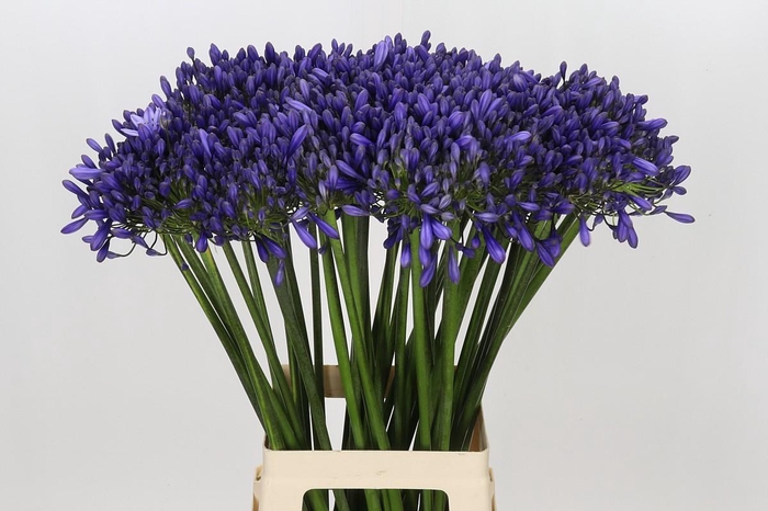 <h4>Agapanthus 'Buddy Blue'</h4>