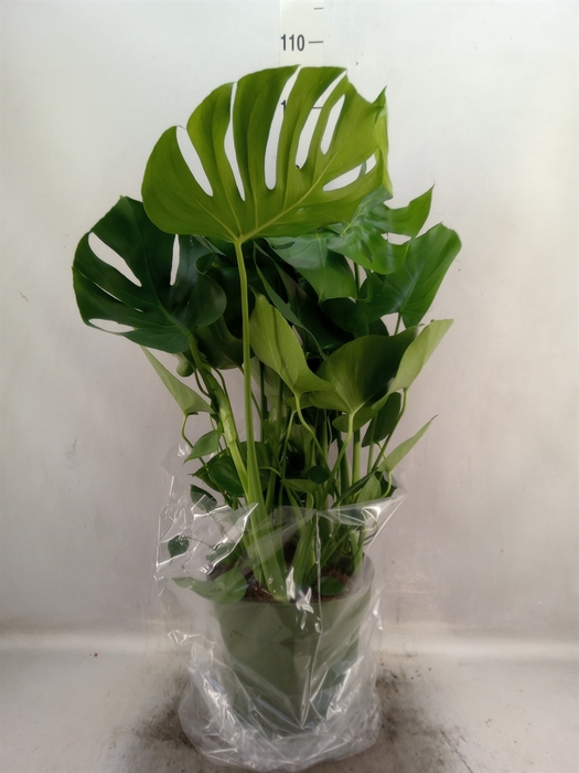 <h4>Monstera delic.</h4>