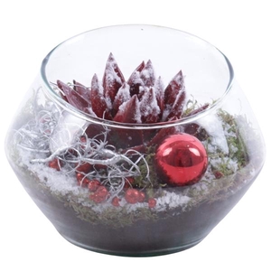 Christmas Arr. Succulent Glass Oblique UFO Vase Ø15cm 1PP