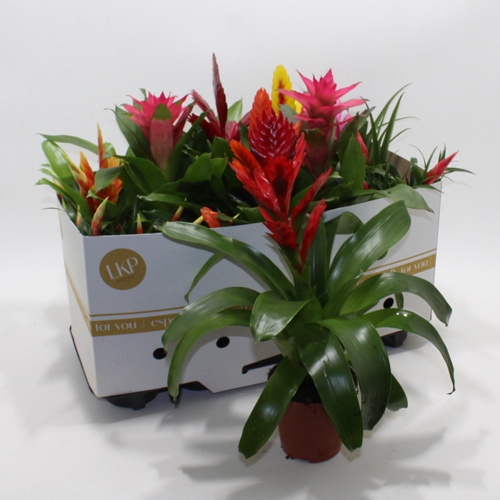 <h4>BROMELIA GEM 10 SRT</h4>