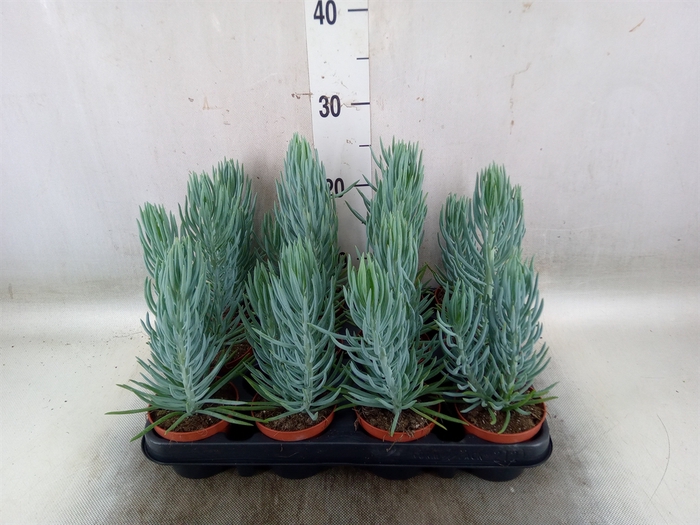<h4>Senecio   ...</h4>
