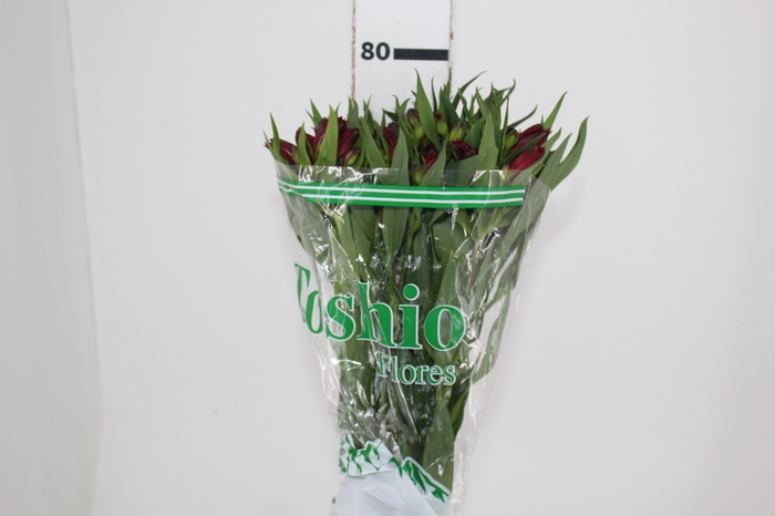 <h4>ALSTROEMERIA NATALYA 080 CM</h4>