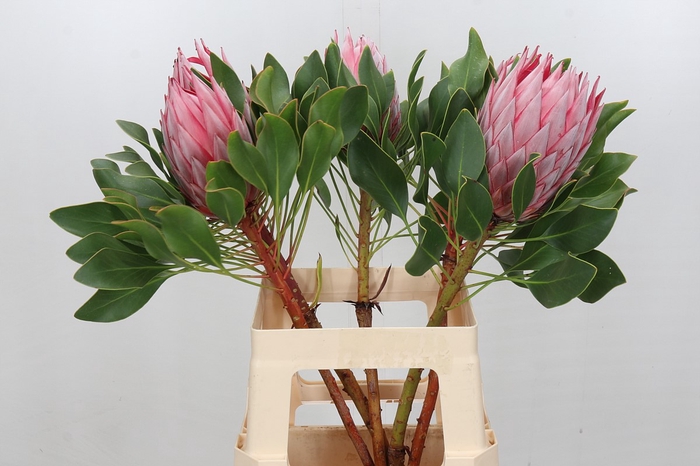 <h4>Protea Cynaroides Stellar</h4>