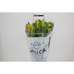 ALSTROEMERIA SUNNY LADY 080 CM