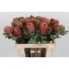 Banksia Coccinea