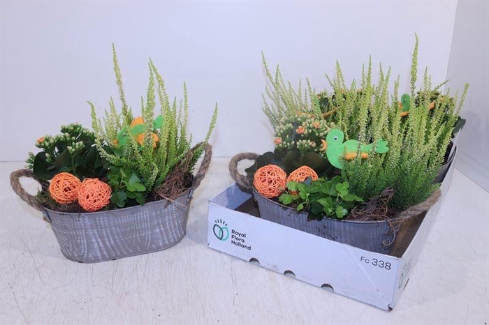 <h4>ARR TUINPLANTEN</h4>