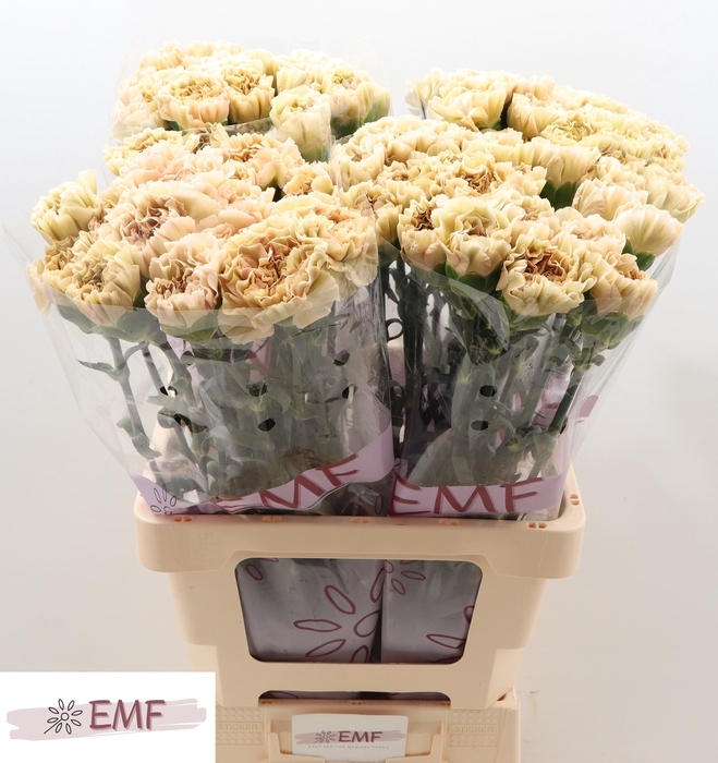 <h4>DI ST LEGE MARRONE</h4>