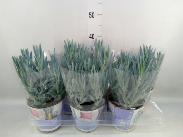 <h4>Curio ficoides 'Mount everest'</h4>