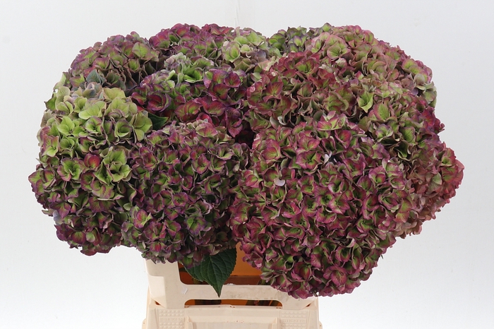 <h4>Hydr M Ch Rodeo Cl</h4>