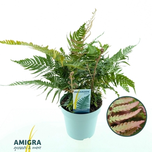 Dryopteris erythrosora