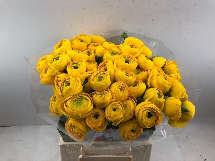 RANUNCULUS OV
