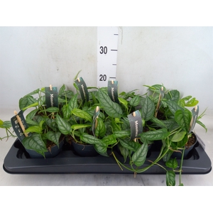Monstera siltepecana