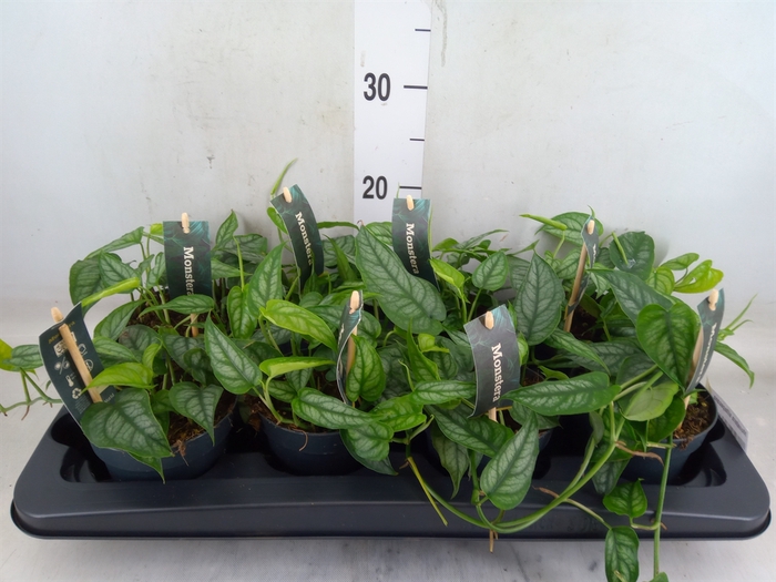 <h4>Monstera siltepecana</h4>