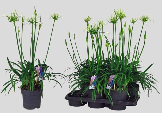 <h4>Agapa Pitchoun White</h4>