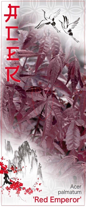 <h4>Acer palmatum 'Red Emperor' P26</h4>