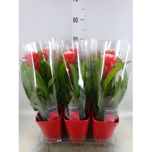 Guzmania 'Hope'