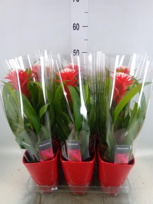 <h4>Guzmania 'Hope'</h4>
